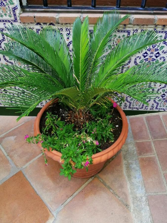 El Patio De Santiago Ξενοδοχείο Κόρδοβα Εξωτερικό φωτογραφία